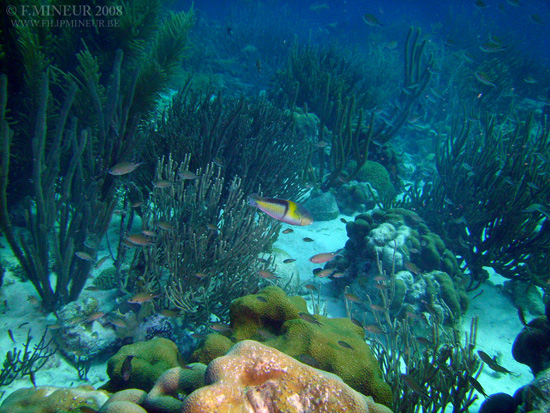 Bonaire 2008-20080326-014