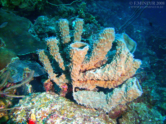 Bonaire 2008-20080326-017