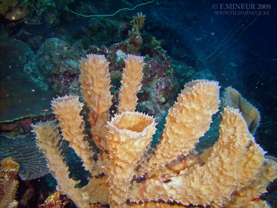 Bonaire 2008-20080326-018