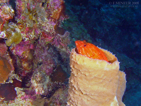 Bonaire 2008-20080326-019