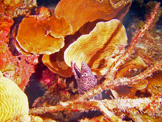Bonaire 2008-20080326-020