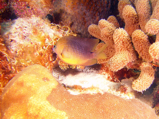 Bonaire 2008-20080326-023