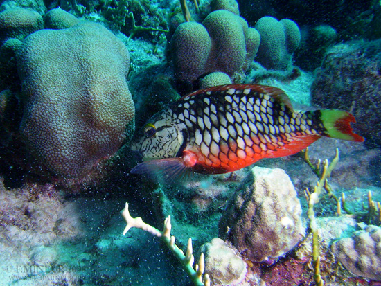 Bonaire 2008-20080327-025