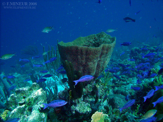 Bonaire 2008-20080327-026