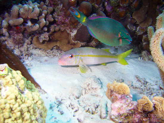 Bonaire 2008-20080327-028