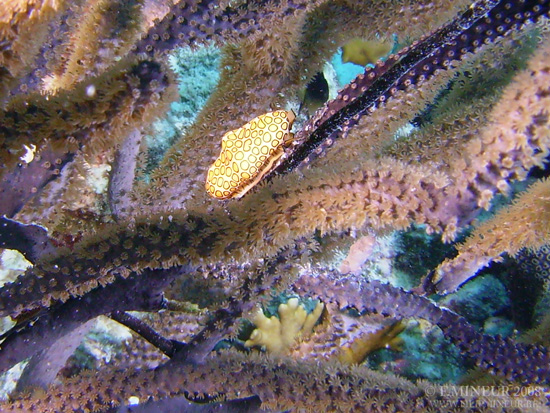 Bonaire 2008-20080327-029