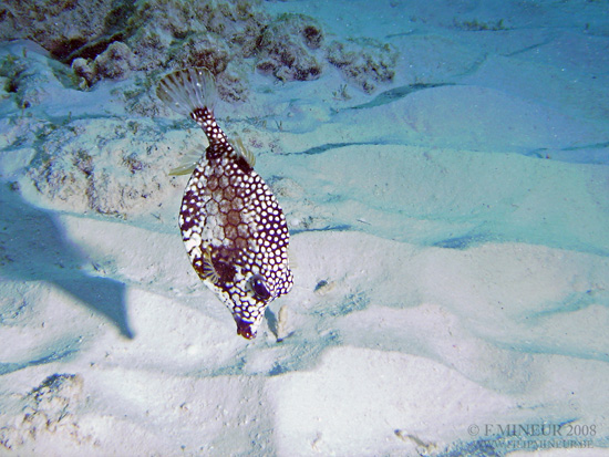 Bonaire 2008-20080327-030