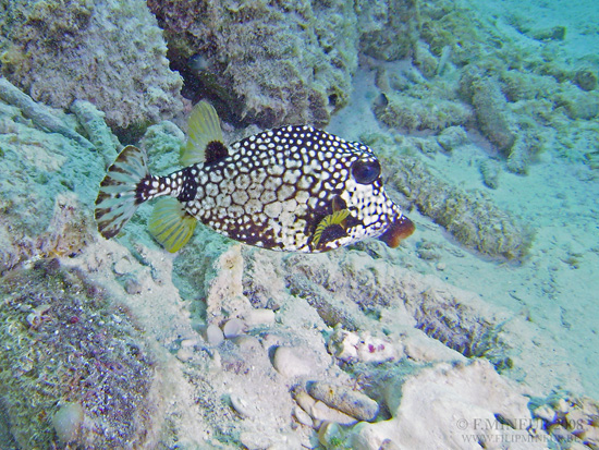 Bonaire 2008-20080327-031