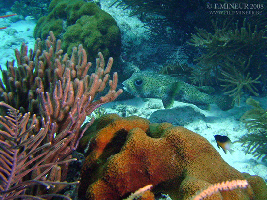 Bonaire 2008-20080327-032