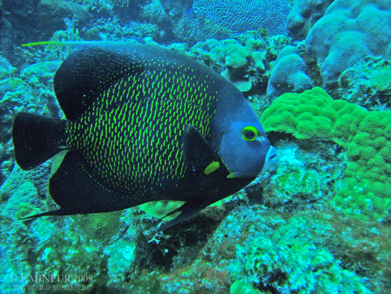 Bonaire 2008-20080327-033