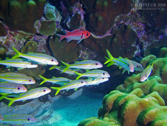 Bonaire 2008-20080327-037