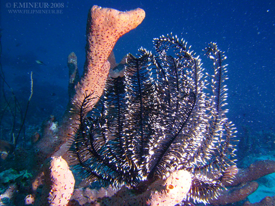Bonaire 2008-20080329-039