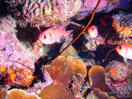Bonaire 2008-20080329-040
