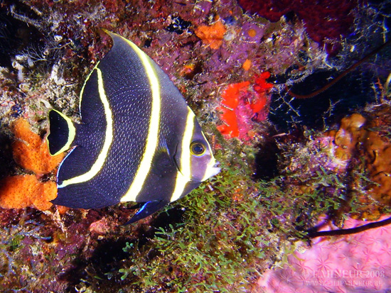 Bonaire 2008-20080329-041