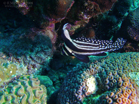 Bonaire 2008-20080329-042