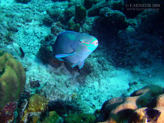 Bonaire 2008-20080329-043