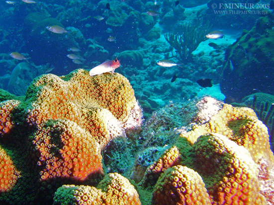 Bonaire 2008-20080329-045