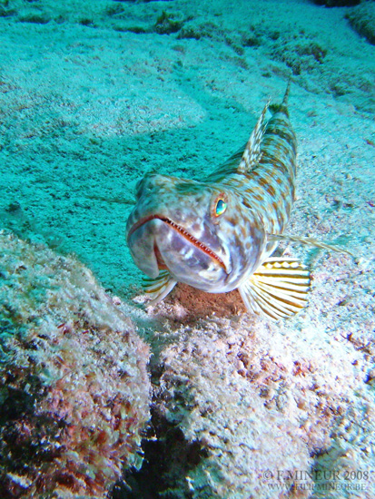 Bonaire 2008-20080329-047