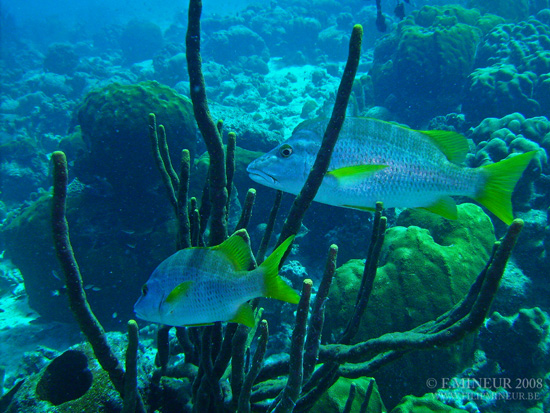 Bonaire 2008-20080329-048