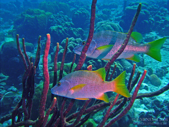 Bonaire 2008-20080329-049