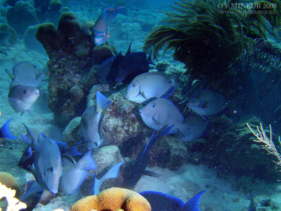 Bonaire 2008-20080330-050