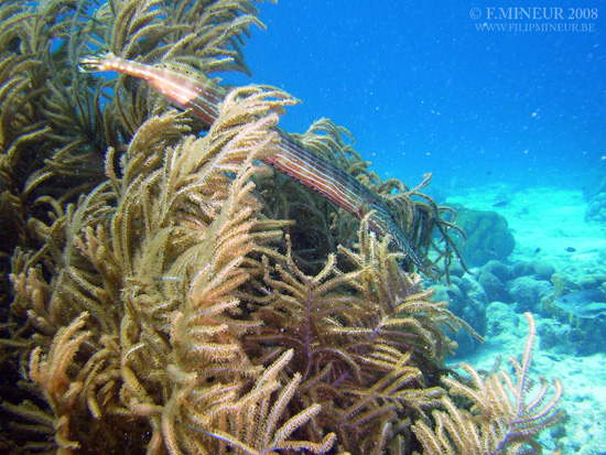 Bonaire 2008-20080330-051