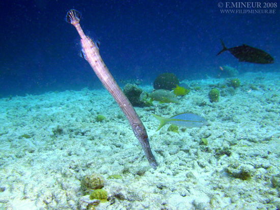 Bonaire 2008-20080331-052