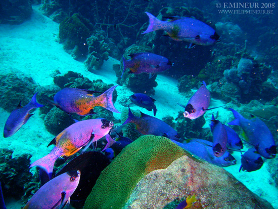 Bonaire 2008-20080331-053