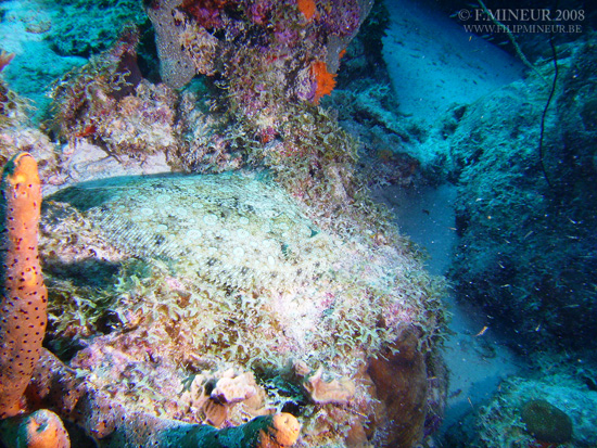 Bonaire 2008-20080331-055
