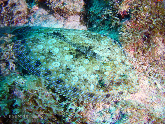 Bonaire 2008-20080331-056