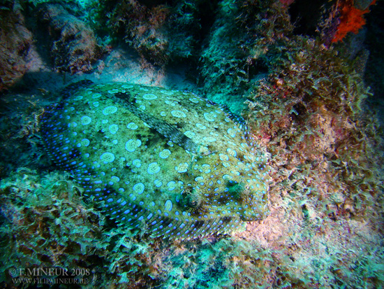 Bonaire 2008-20080331-057