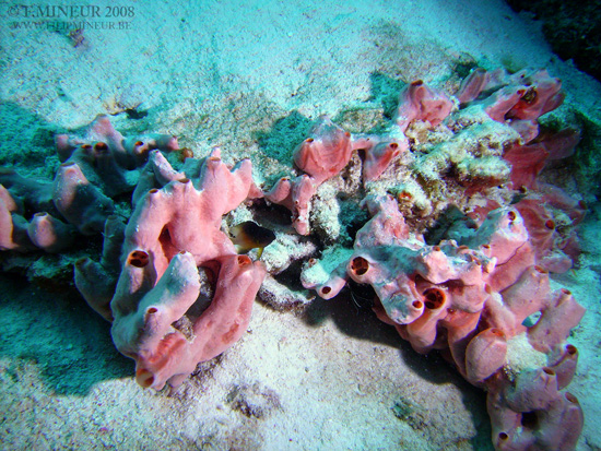 Bonaire 2008-20080331-059
