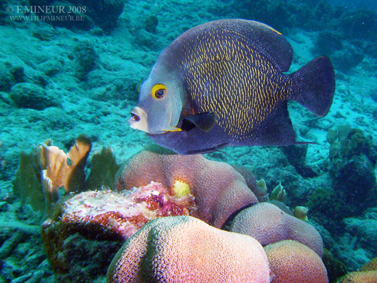 Bonaire 2008-20080331-060