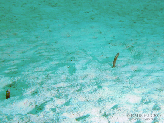 Bonaire 2008-20080331-061