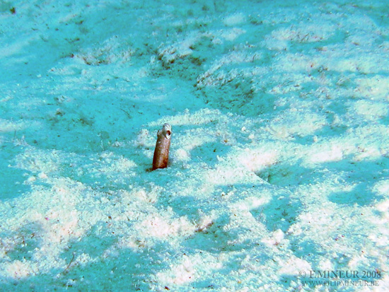 Bonaire 2008-20080331-062