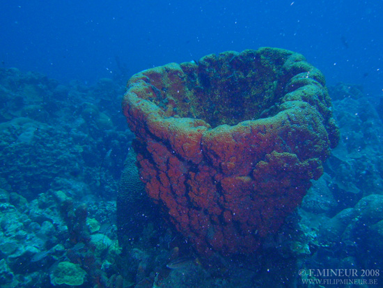 Bonaire 2008-20080331-063