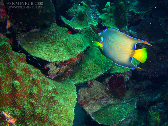 Bonaire 2008-20080331-065