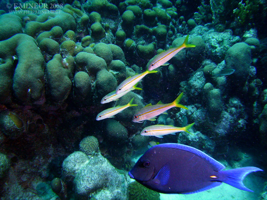 Bonaire 2008-20080331-066