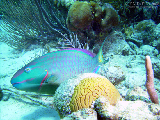 Bonaire 2008-20080331-069
