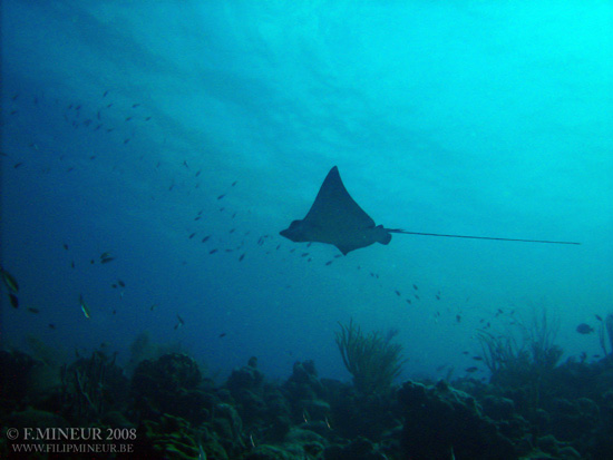 Bonaire 2008-20080402-001