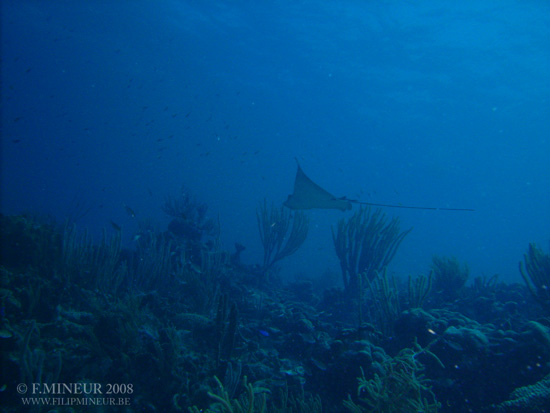 Bonaire 2008-20080402-002