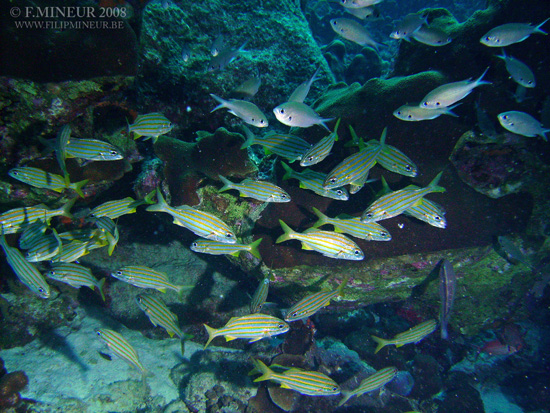 Bonaire 2008-20080402-003