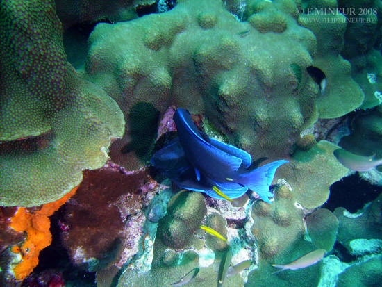 Bonaire 2008-20080402-004