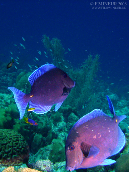 Bonaire 2008-20080402-005