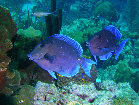 Bonaire 2008-20080402-006