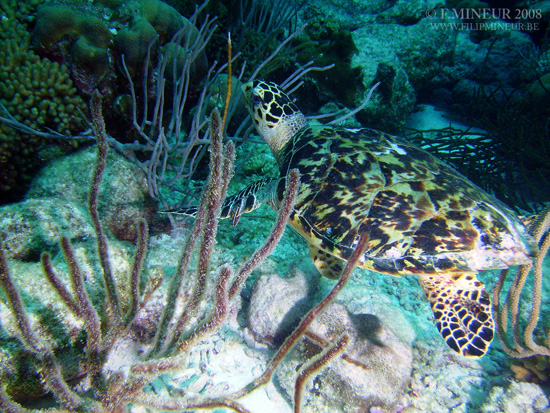 Bonaire 2008-20080402-007