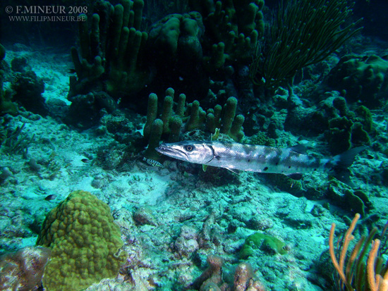 Bonaire 2008-20080402-010