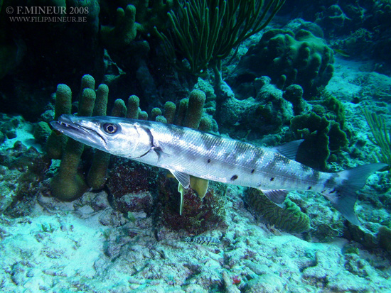 Bonaire 2008-20080402-012