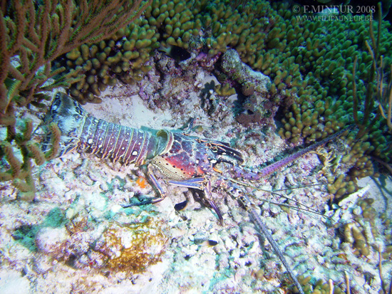 Bonaire 2008-20080402-013