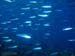 Bonaire 2008-20080327-034
